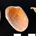 Cueva de la Victoria - Malacofauna